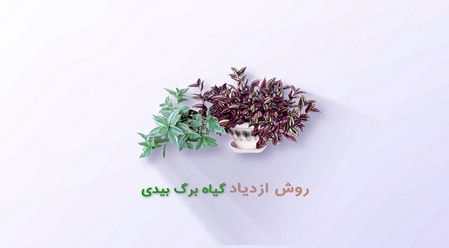 نارون - قسمت دوازدهم